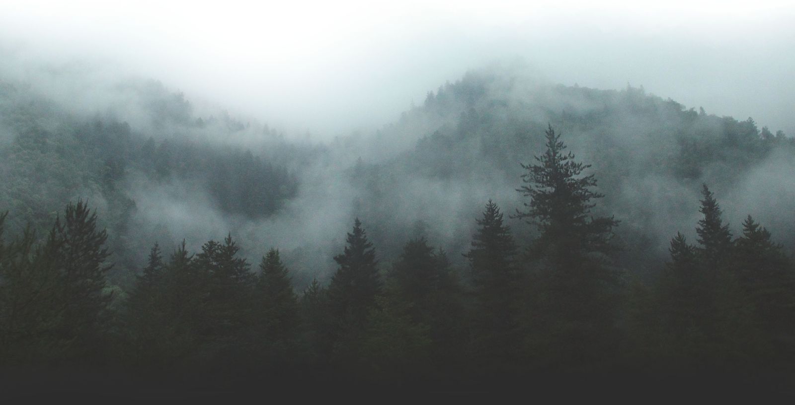 Misty evergreen forest